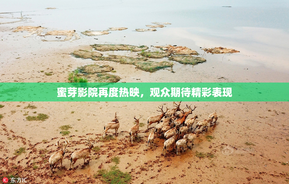 蜜芽影院再度热映，观众期待精彩表现
