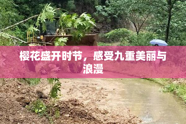 樱花盛开时节，感受九重美丽与浪漫