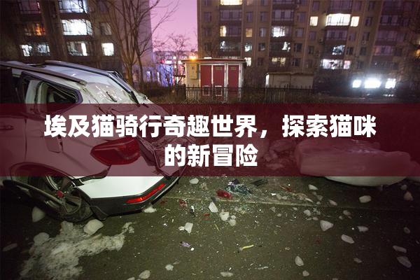 埃及猫骑行奇趣世界，探索猫咪的新冒险