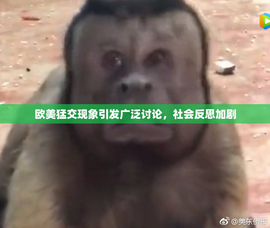 欧美猛交现象引发广泛讨论，社会反思加剧