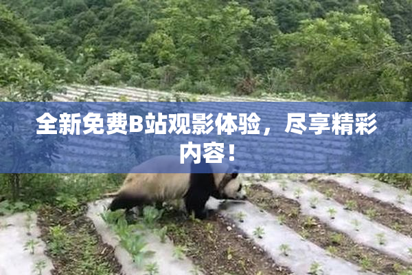 全新免费B站观影体验，尽享精彩内容！