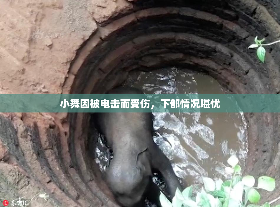 小舞因被电击而受伤，下部情况堪忧