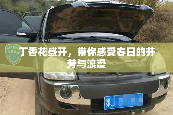 丁香花盛开，带你感受春日的芬芳与浪漫