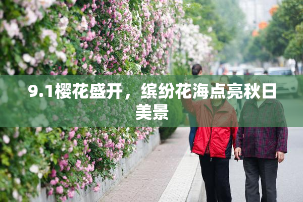 9.1樱花盛开，缤纷花海点亮秋日美景