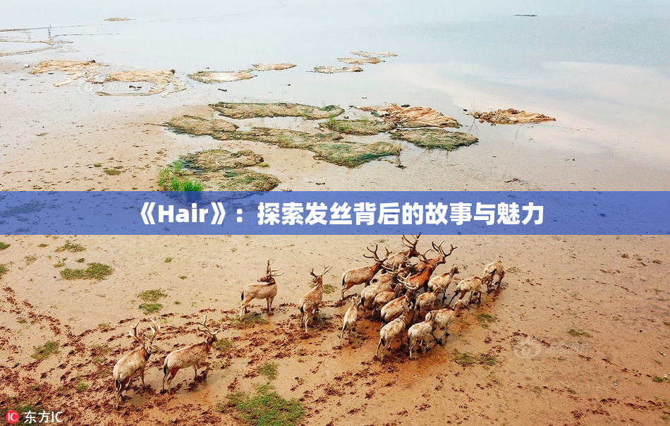 《Hair》：探索发丝背后的故事与魅力