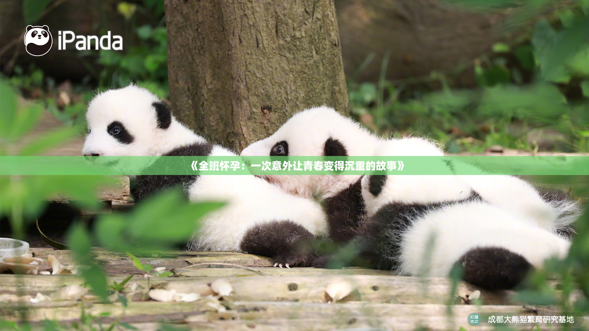 《全班怀孕：一次意外让青春变得沉重的故事》