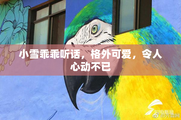 小雪乖乖听话，格外可爱，令人心动不已
