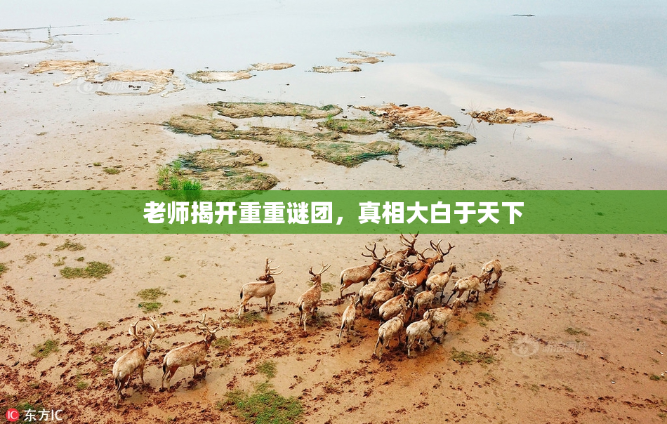老师揭开重重谜团，真相大白于天下