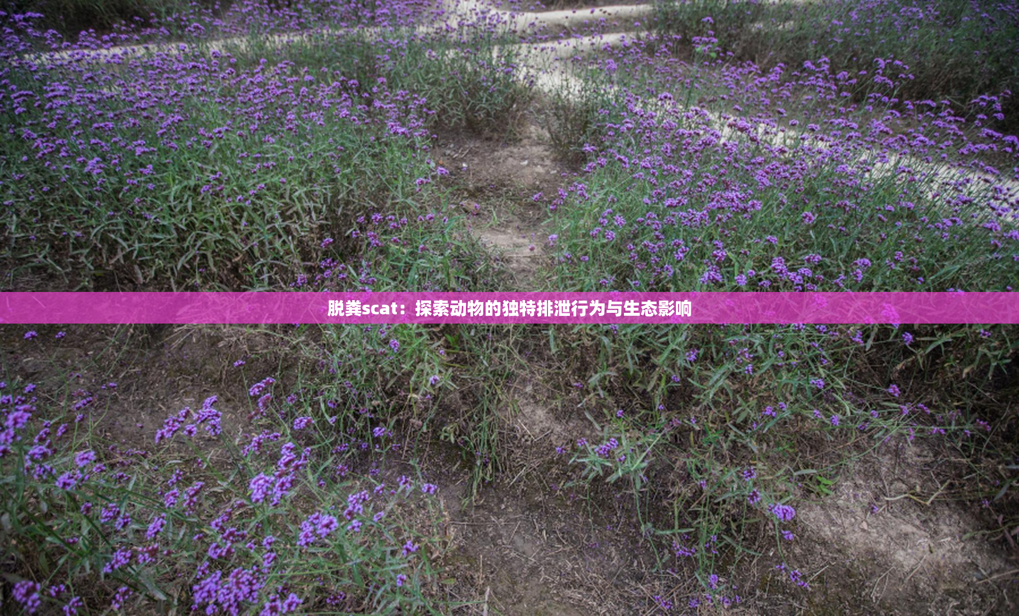 脱粪scat：探索动物的独特排泄行为与生态影响