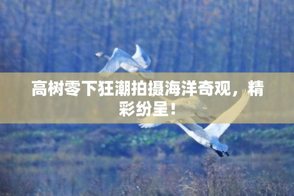 高树零下狂潮拍摄海洋奇观，精彩纷呈！
