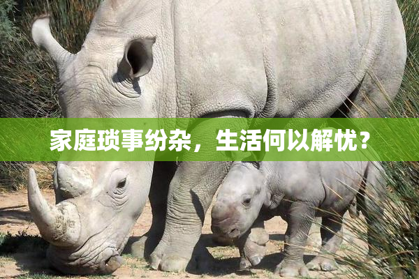 家庭琐事纷杂，生活何以解忧？