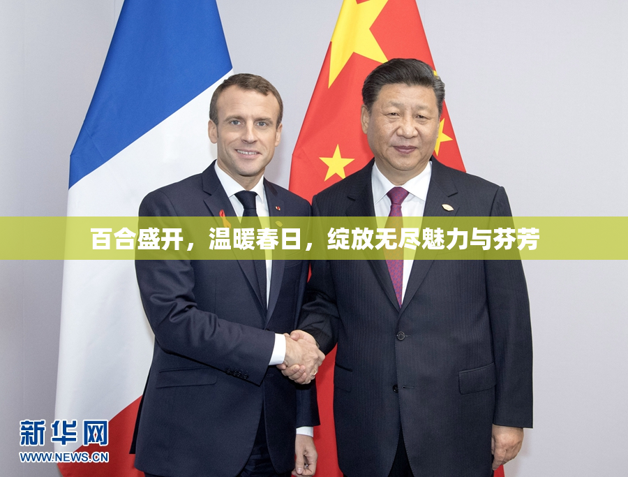 百合盛开，温暖春日，绽放无尽魅力与芬芳