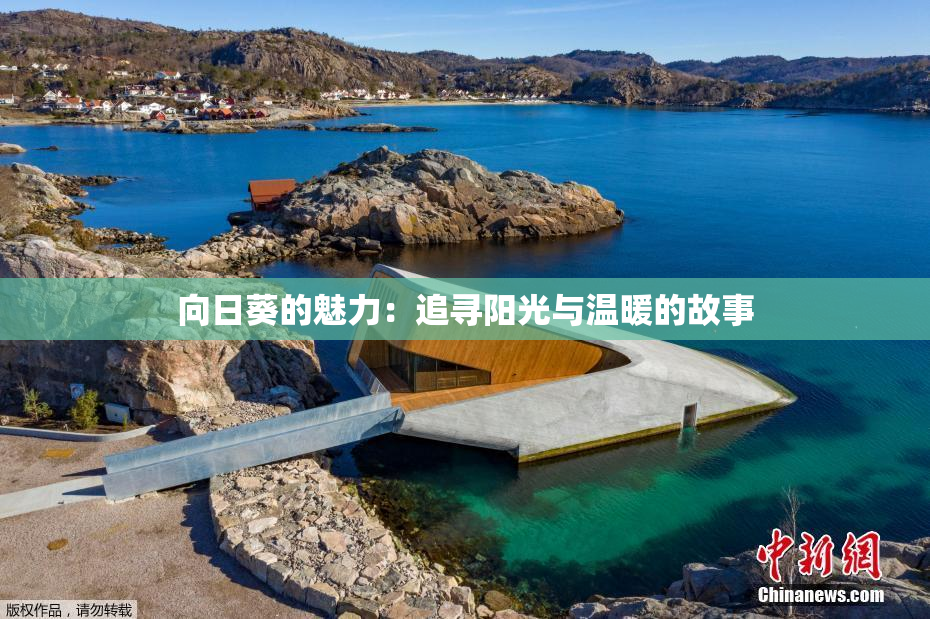 向日葵的魅力：追寻阳光与温暖的故事