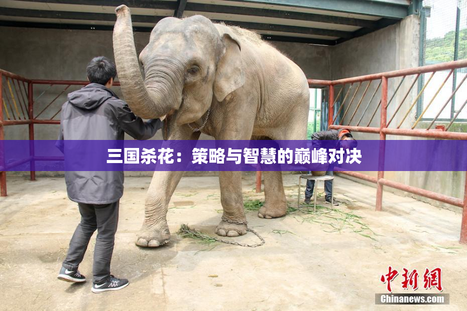 三国杀花：策略与智慧的巅峰对决