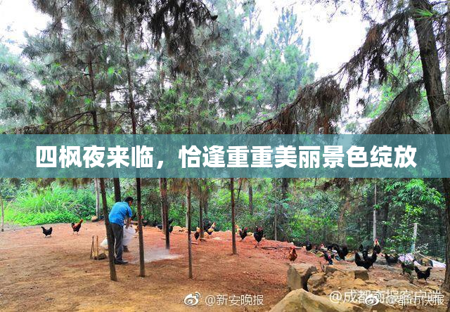 四枫夜来临，恰逢重重美丽景色绽放