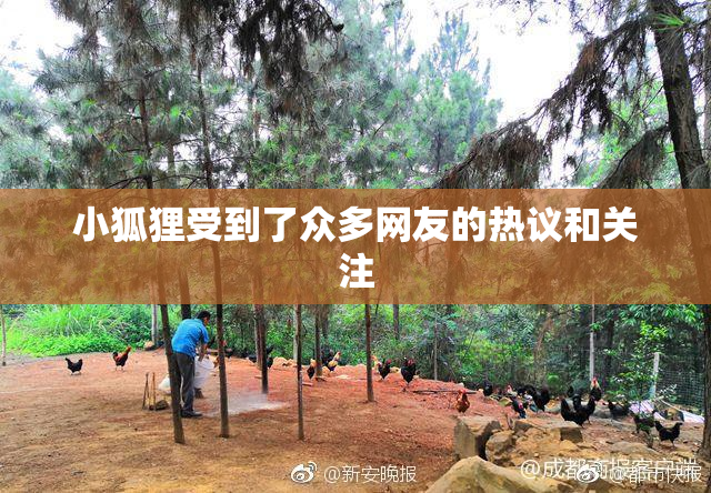 小狐狸受到了众多网友的热议和关注