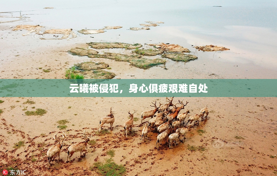 云曦被侵犯，身心俱疲艰难自处