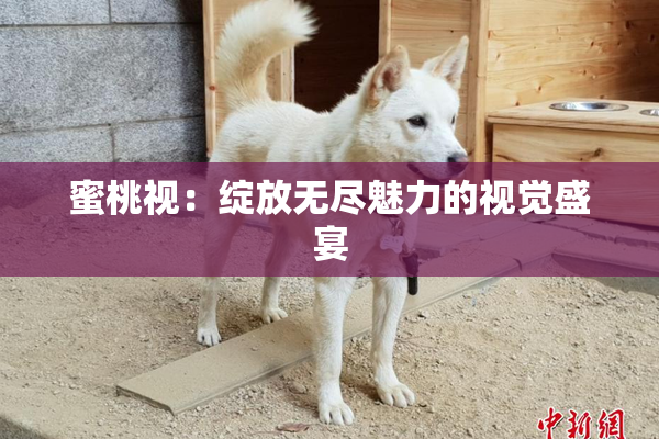 蜜桃视：绽放无尽魅力的视觉盛宴