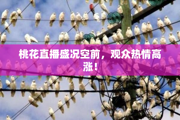 桃花直播盛况空前，观众热情高涨！