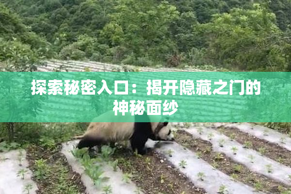 探索秘密入口：揭开隐藏之门的神秘面纱