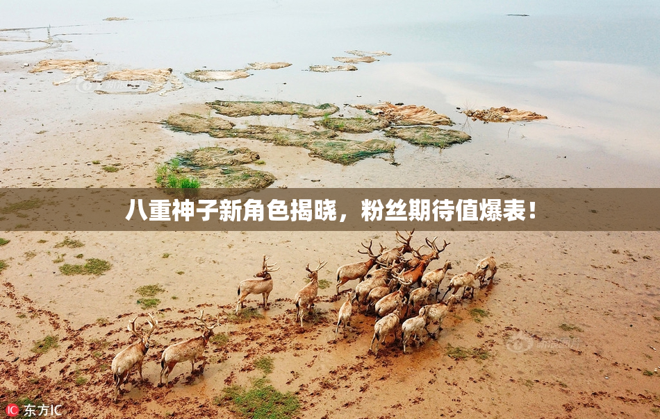 八重神子新角色揭晓，粉丝期待值爆表！
