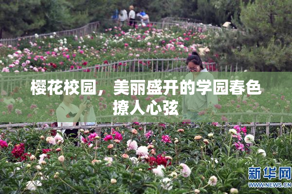 樱花校园，美丽盛开的学园春色撩人心弦