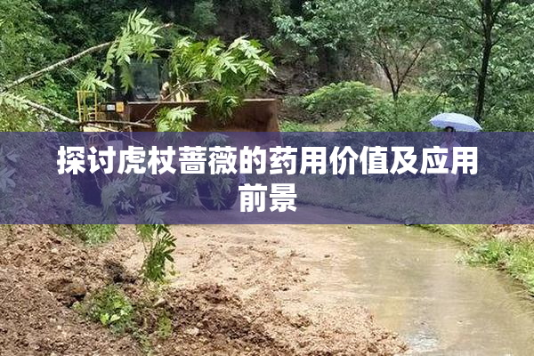 探讨虎杖蔷薇的药用价值及应用前景