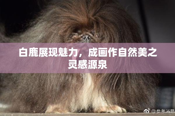 白鹿展现魅力，成画作自然美之灵感源泉
