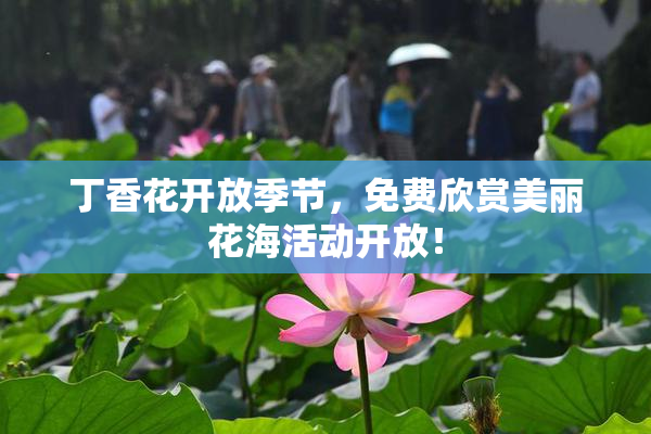 丁香花开放季节，免费欣赏美丽花海活动开放！