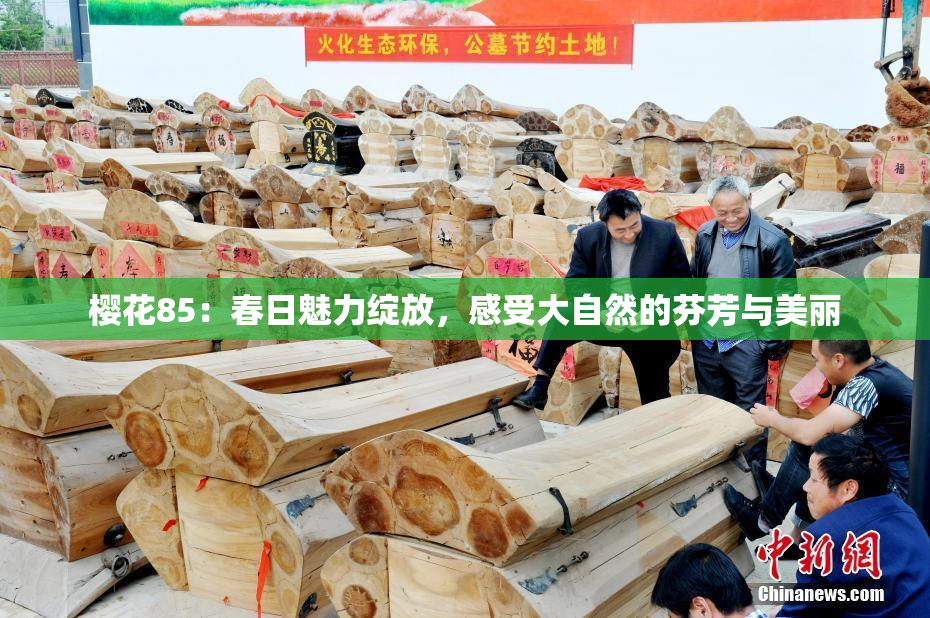 樱花85：春日魅力绽放，感受大自然的芬芳与美丽