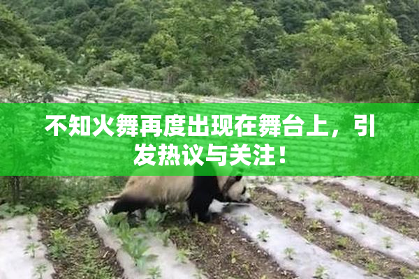 不知火舞再度出现在舞台上，引发热议与关注！