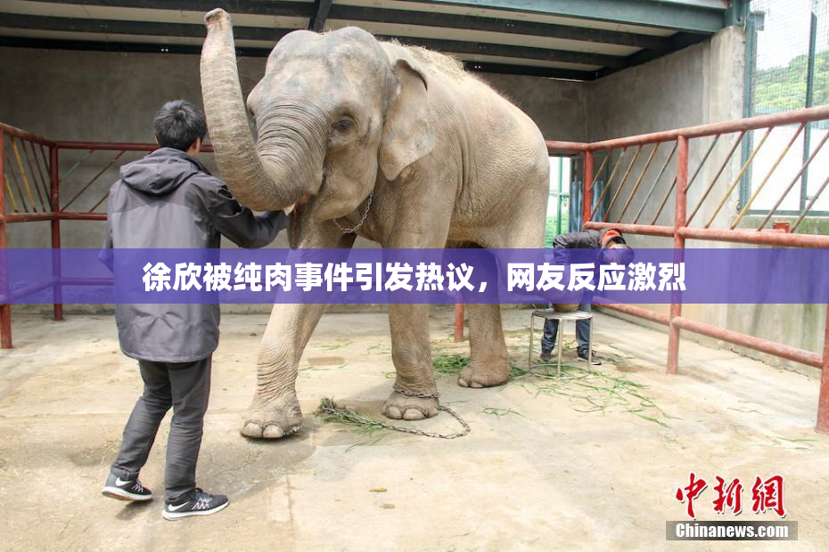 徐欣被纯肉事件引发热议，网友反应激烈