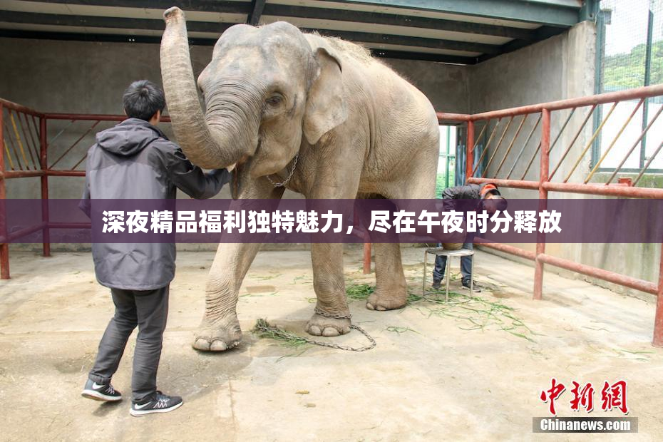 深夜精品福利独特魅力，尽在午夜时分释放