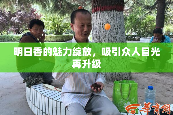 明日香的魅力绽放，吸引众人目光再升级