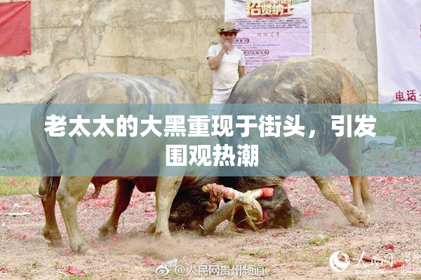 老太太的大黑重现于街头，引发围观热潮