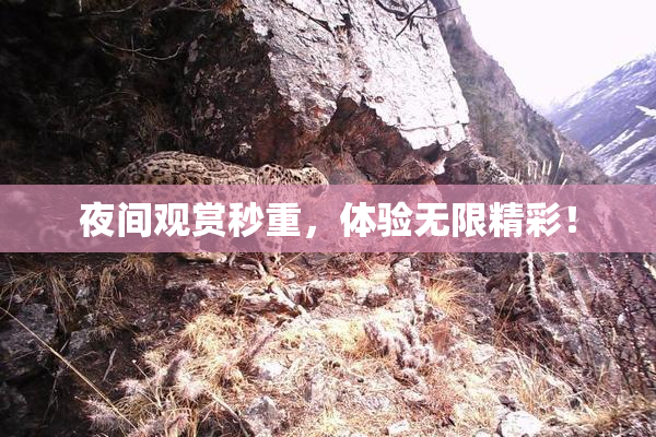 夜间观赏秒重，体验无限精彩！