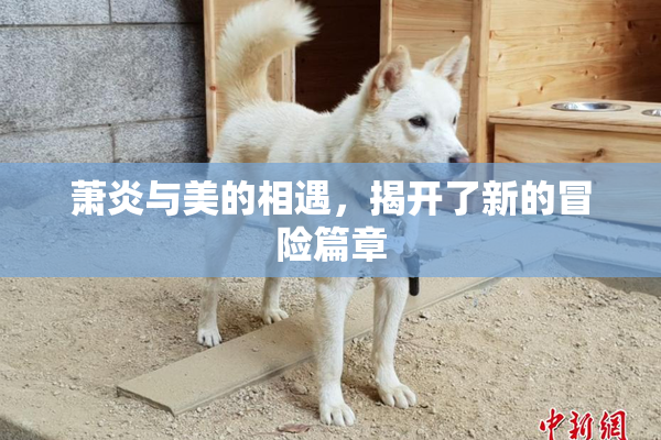 萧炎与美的相遇，揭开了新的冒险篇章