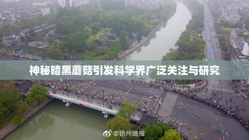神秘暗黑蘑菇引发科学界广泛关注与研究