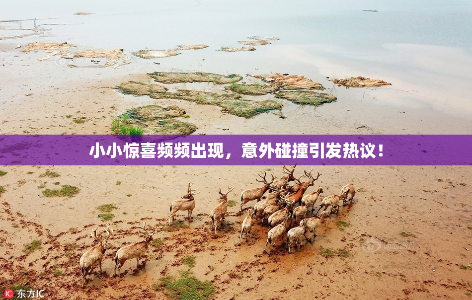 小小惊喜频频出现，意外碰撞引发热议！