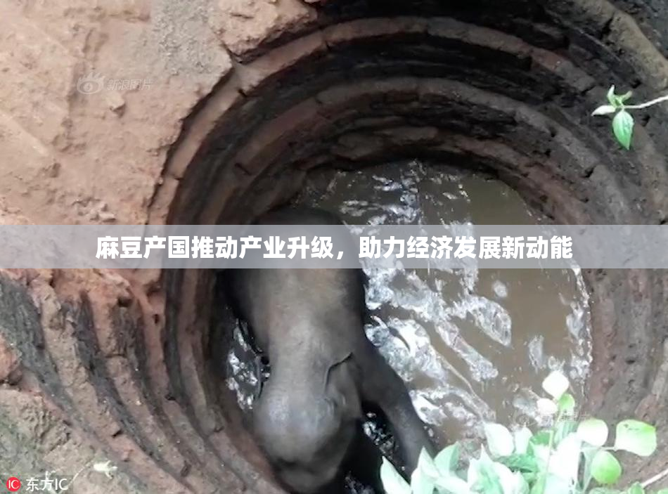 麻豆产国推动产业升级，助力经济发展新动能
