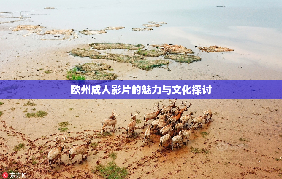 欧州成人影片的魅力与文化探讨