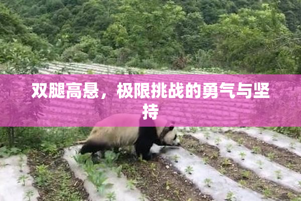 双腿高悬，极限挑战的勇气与坚持