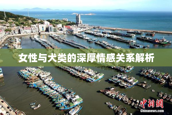 女性与犬类的深厚情感关系解析