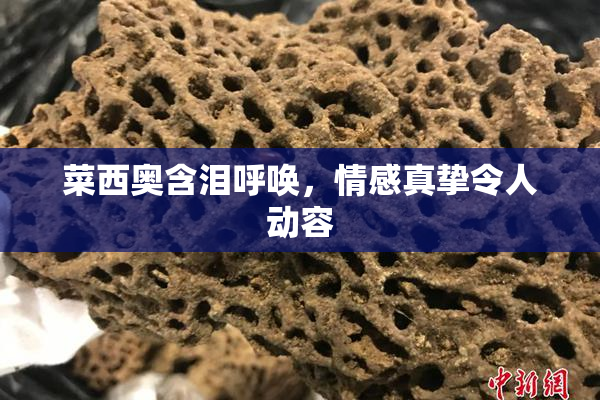 菜西奥含泪呼唤，情感真挚令人动容