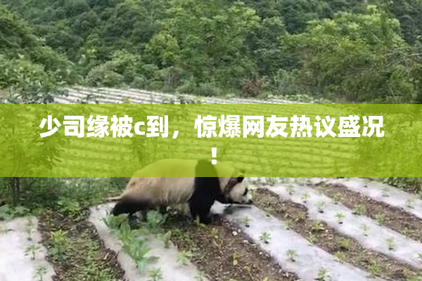 少司缘被c到，惊爆网友热议盛况！