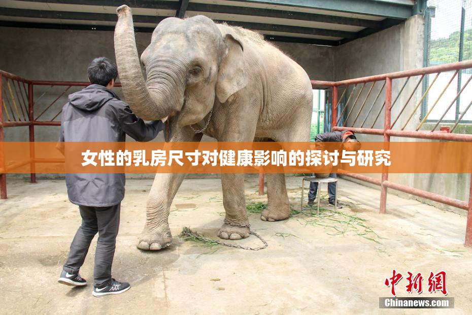 女性的乳房尺寸对健康影响的探讨与研究