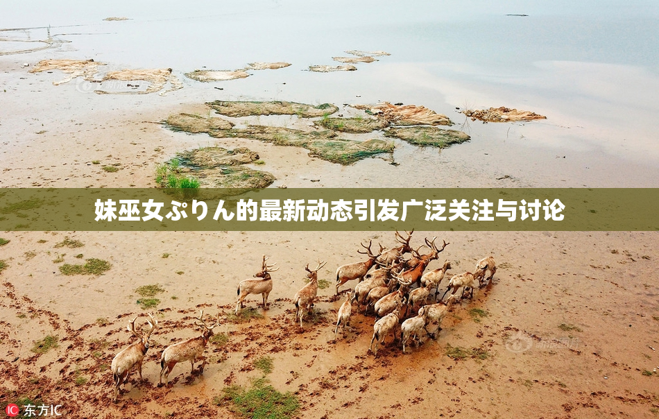 妹巫女ぷりん的最新动态引发广泛关注与讨论