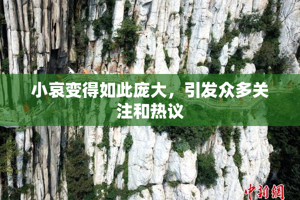 小哀变得如此庞大，引发众多关注和热议