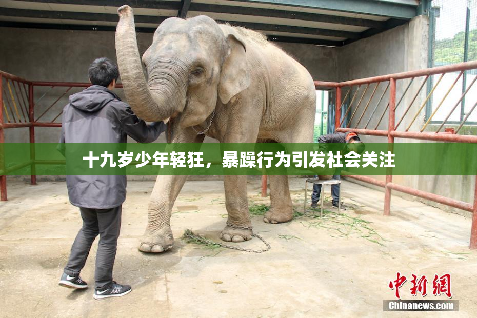十九岁少年轻狂，暴躁行为引发社会关注