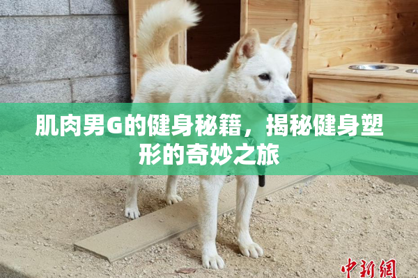 肌肉男G的健身秘籍，揭秘健身塑形的奇妙之旅
